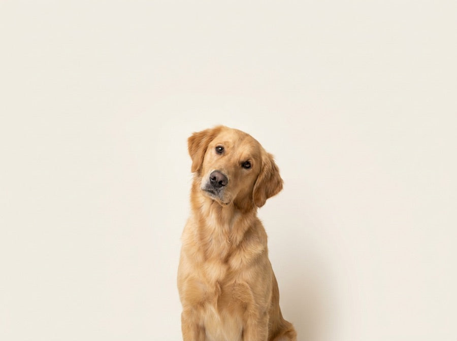 Curious dog with a tilted head